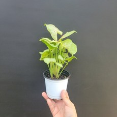 싱고니움밀크컨페티