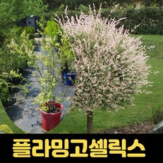 플라밍고셀릭스 21cm화분 화이트핑크 삼색버들 정원 조경, 1개