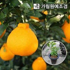 신라조경농원