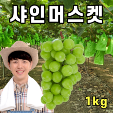 상주모동포도