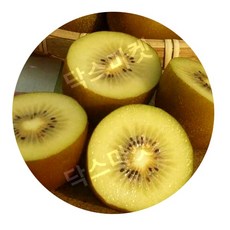 제주 한라 스위트 골드 국산 키위 참다래 5KG, 1개, 3kg