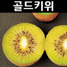 골드키위묘목