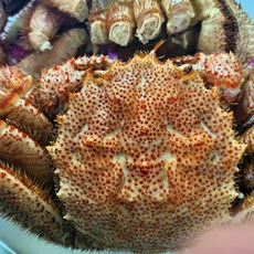 러시아 헤어킹크랩(털게) 수율80%이상 1kg, 1개