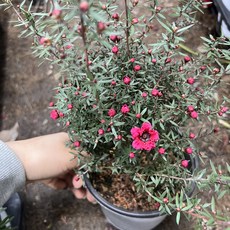 (공주네플랜트) 호주매화 핑크꽃 외목대 꽃많아요, 1개