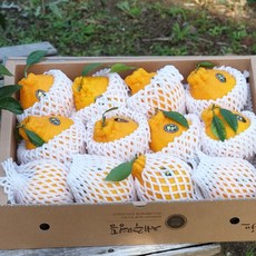 제주도 한라봉 5kg(12-18수 대과 선물용) 오감만족 상큼하고 과즙미 팡팡 품격있는 명절과일선물세트! 박스무게포함, 1개