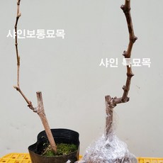 샤인머스켓묘목