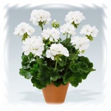 로사케이글라시스케이스