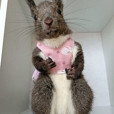 다람쥐 토끼 친칠라 하네스 몸줄 목줄 이동줄 이동장, 1개, 연근 색과 바람 핑크 토끼