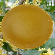 천연 순수 달콤한 향기 osmanthus 100 가방, 1개