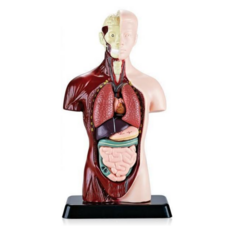 닥터수 인체 장기 해부 구조 모형, 24.5cm