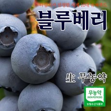 더조은팜 블루베리 2023년 생과 백화점납품 국내산 무농약인증 하우스 1kg 당일수확 농장직송