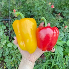 아삭아삭 청정 제주 파프리카 1kg 3kg, 청정 제주 파프리카 3kg