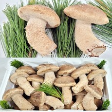 거송향버섯