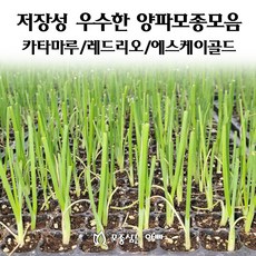 양파모종
