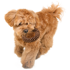 BBOSIRAEGI 幼犬去牙垢O型圈牙線玩具S, 巧克力, 1個