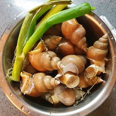 생물 백골뱅이 백고동 1kg 당일조업, 1.(생물) 백고동 소소 1kg(80미 내외), 1개