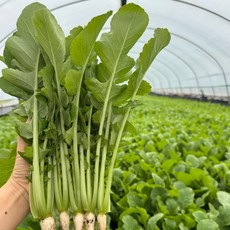 솔이네야채가게 직영 농장 열무, 1박스, 1KG