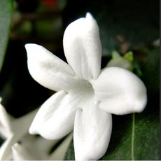 RichAroma 아로마 에센셜오일&블렌딩에센셜오일 순수 천연 에센셜오일, 쟈스민 3%