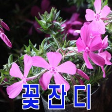 지엘파크 꽃잔디50포트 홍설 분홍색 3치포트 정원 산소 파격세일, 1개