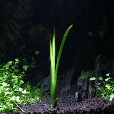 스크류발리스네리아