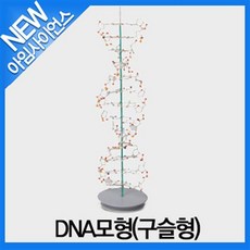 디엔에이모형