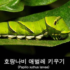 호랑나비애벌레