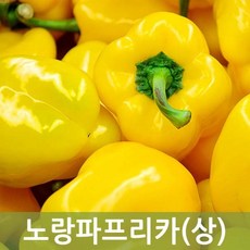 트리벨리파프리카소량