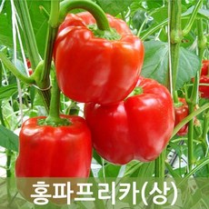 두리반농산 홍파프리카(상) 5kg, 1박스