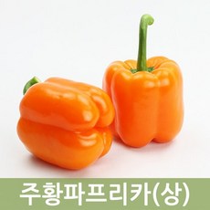 국내산 주황파프리카(상) 5kg