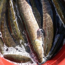 [불로장생] 구례 섬진강 자연산 가물치즙 산모에게 좋은 음식 !!! 120ml 30팩