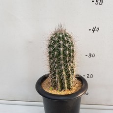 무륜주