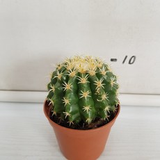단자금호, 1개