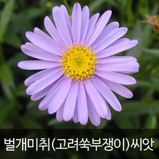 벌개미취씨앗 벌개미취 씨앗 쑥부쟁이 씨앗 ( 500알 ), 1개