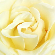 딥디크베이프래그런스