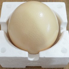 싱싱 타조알 1개