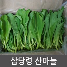 강릉 삽당령 산마늘 명이나물 고냉지산채, 1개, 산마늘 2kg, 2kg