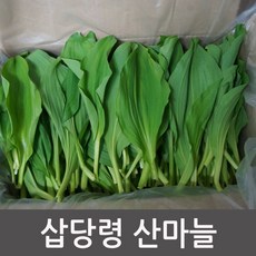 강릉 삽당령 산마늘 명이나물 고냉지산채