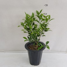 신라조경농원
