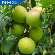[6월15일 순차발송_광양진상농협] 광양 홍매실 10kg 남고매실