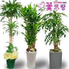 녹보수(대박나무) 공기정화식물 관엽식물 전국꽃배달서비스 개업화분/축하선물, C01 스투키, 1개