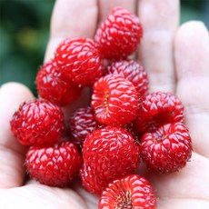 [유기농촌] 황토 산딸기 2kg (급냉), 1개