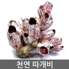 따개비