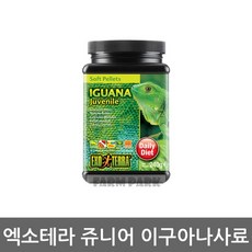 이구아나