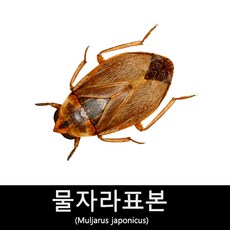 물자라