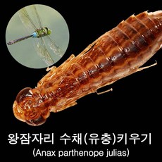 왕잠자리 수채(유충)키우기/Anax parthenope julias