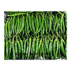 산들팜 청양고추, 1박스, 특품5kg