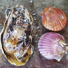 굴석화
