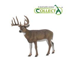 컬렉타사슴벌레