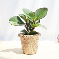 큰해오라비난초