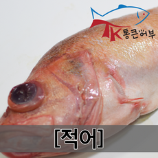 통큰어부 볼락 적우럭 적어 구이용 우럭구이 우럭탕 우럭, 1개, 제수용 볼락(적어) 550/590g